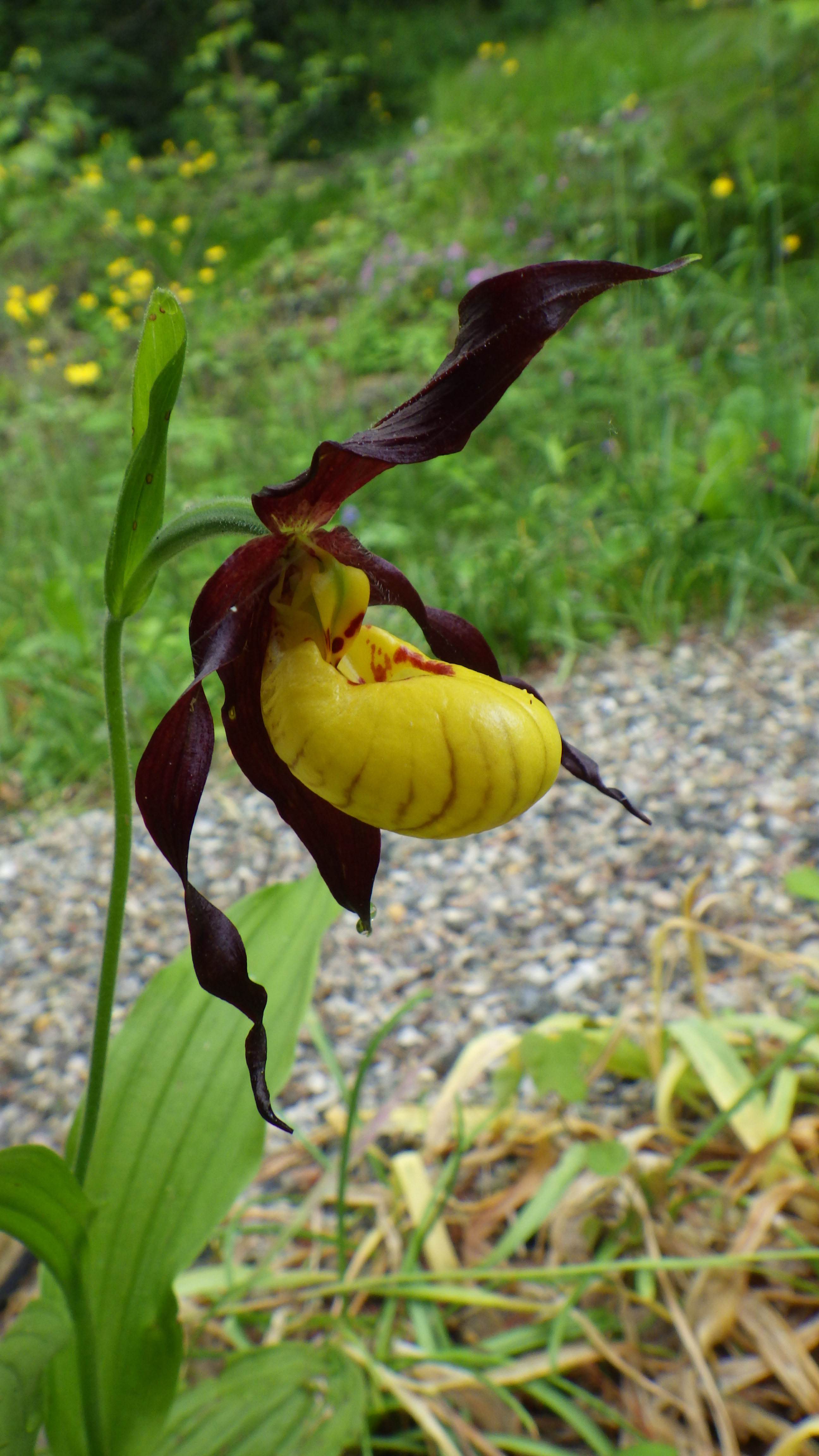 Cypripedium parviflorum var. makasin -Typical small yellow ladyslipper
